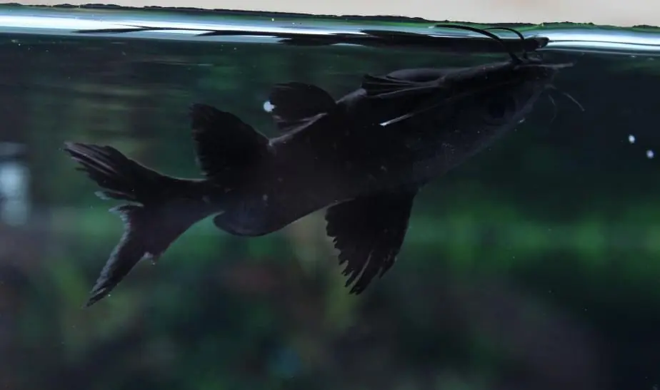 Burmese Upside Down Catfish - Sun Pet