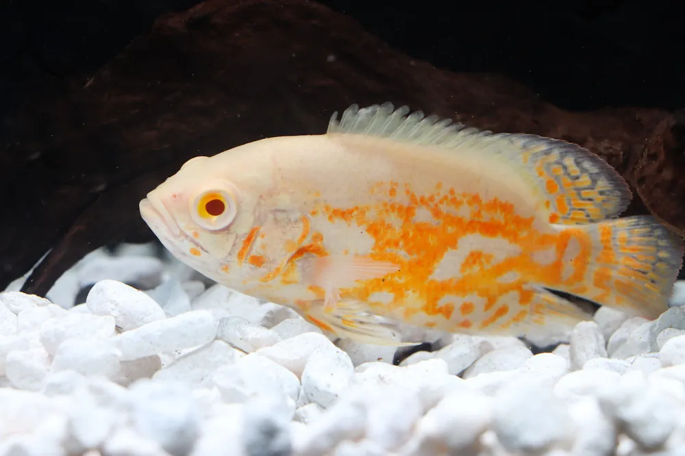 Albino Tiger Oscar Cichlid - Sun Pet