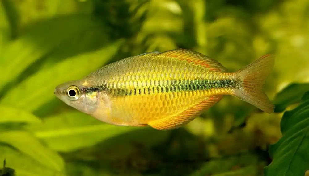 Yellow Rainbow - Emark Tropical Imports