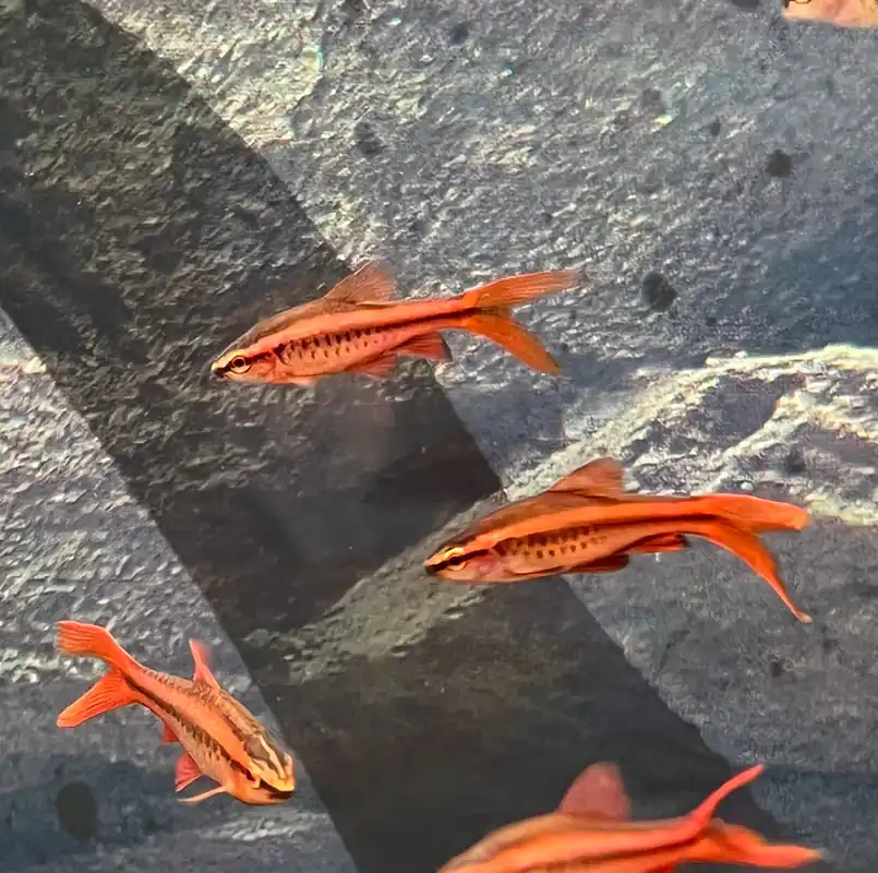 Long Fin Cherry Barb - Carolina Aquatics