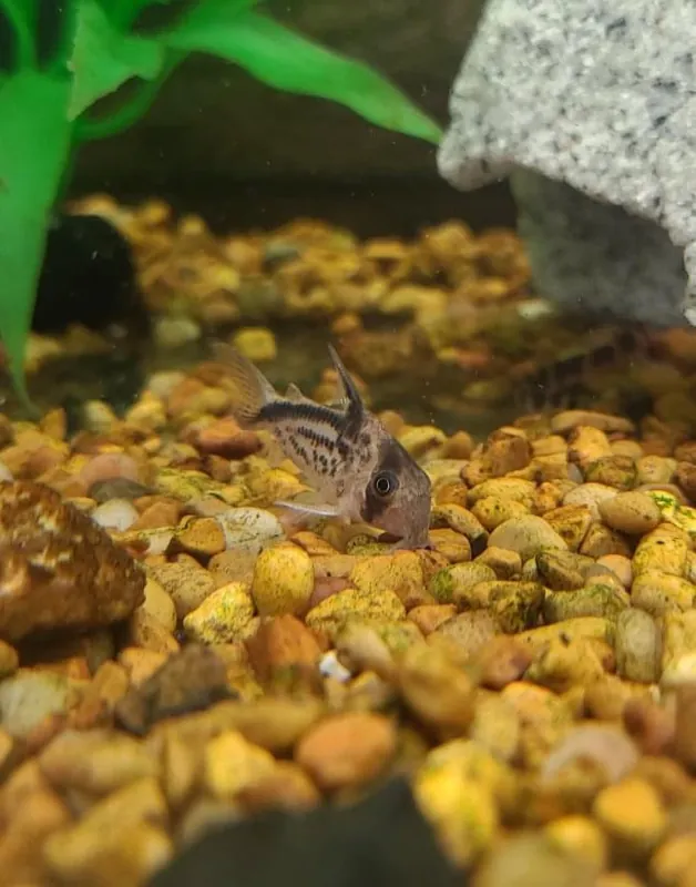 loxozonus Corydoras Catfish - Cichlid Exchange