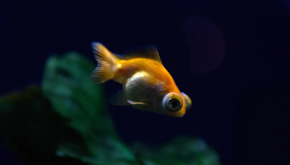 Gold Telescope Small Goldfish - Sun Pet