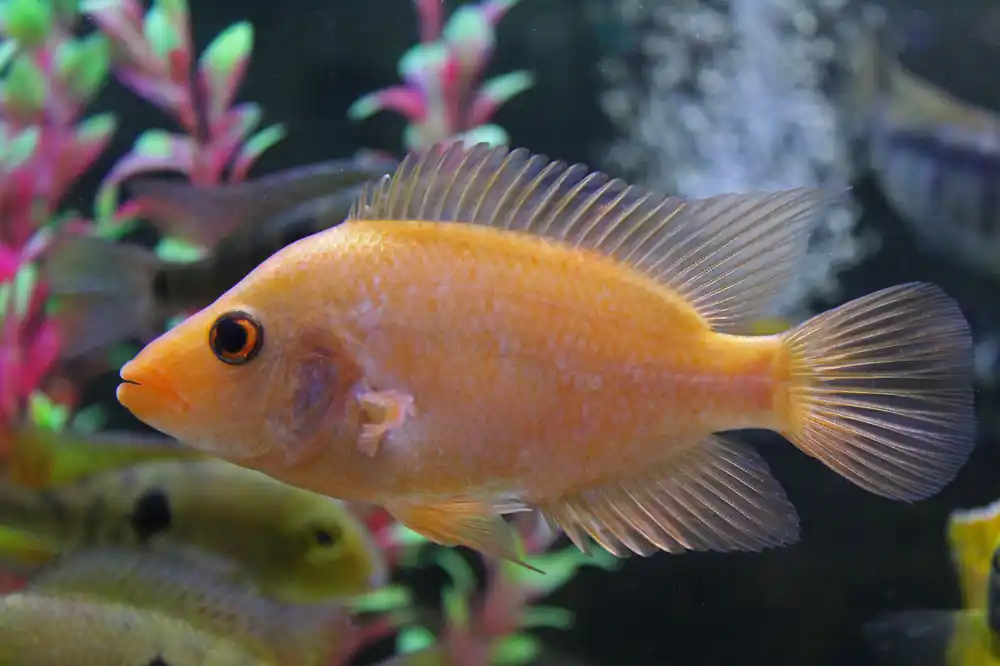 Midas Cichlid - 5D Tropical