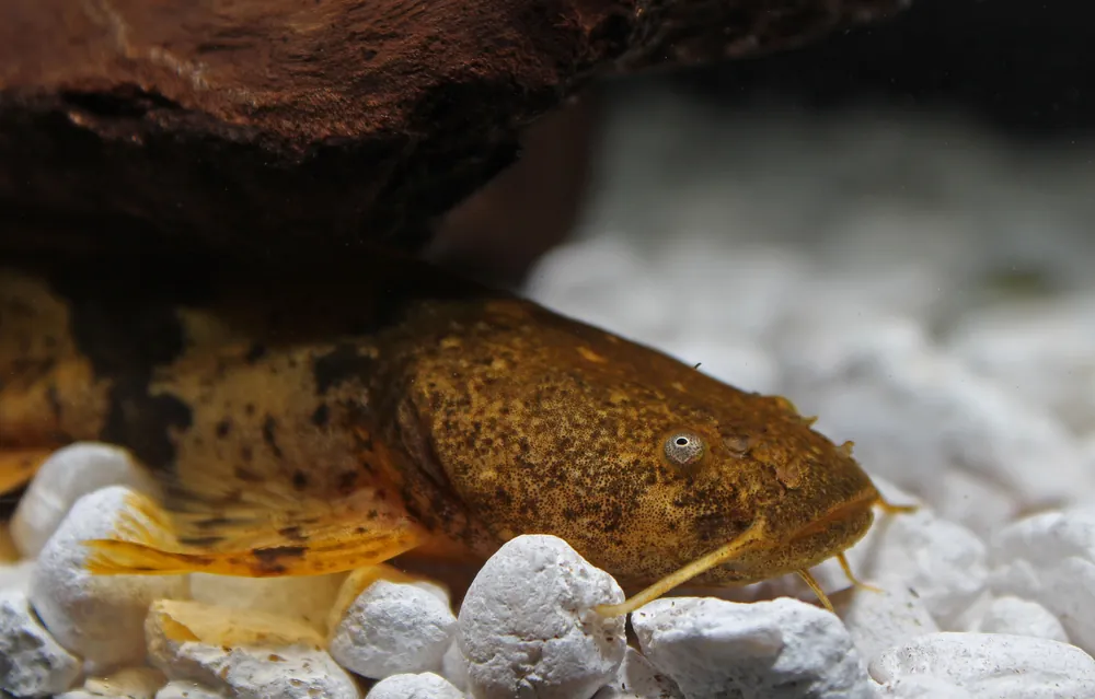 Giant Bumblebee Catfish - 5D Tropical