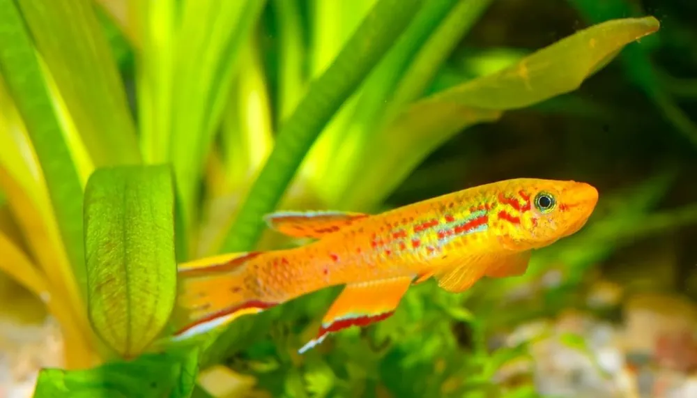 Fundulopanchax gardneri Gold "Gardner's Killifish" PAIR - Cichlid Exchange