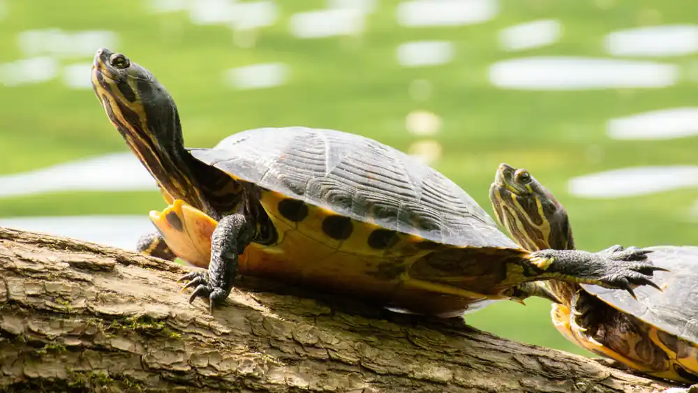 Baby Assorted Turtle - Natural Environment Aquatix