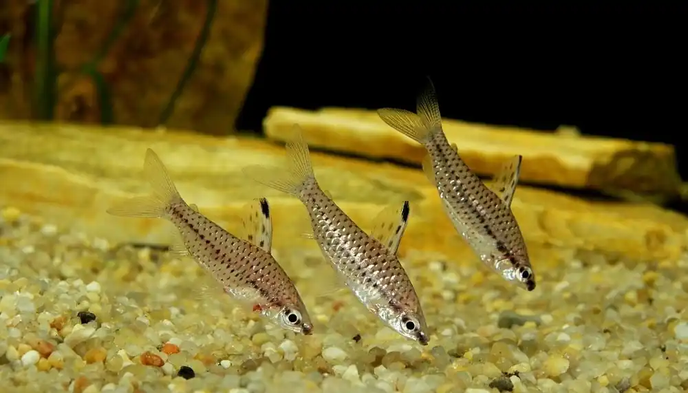 Chilodus Headstander Brazil - Emark Tropical Imports
