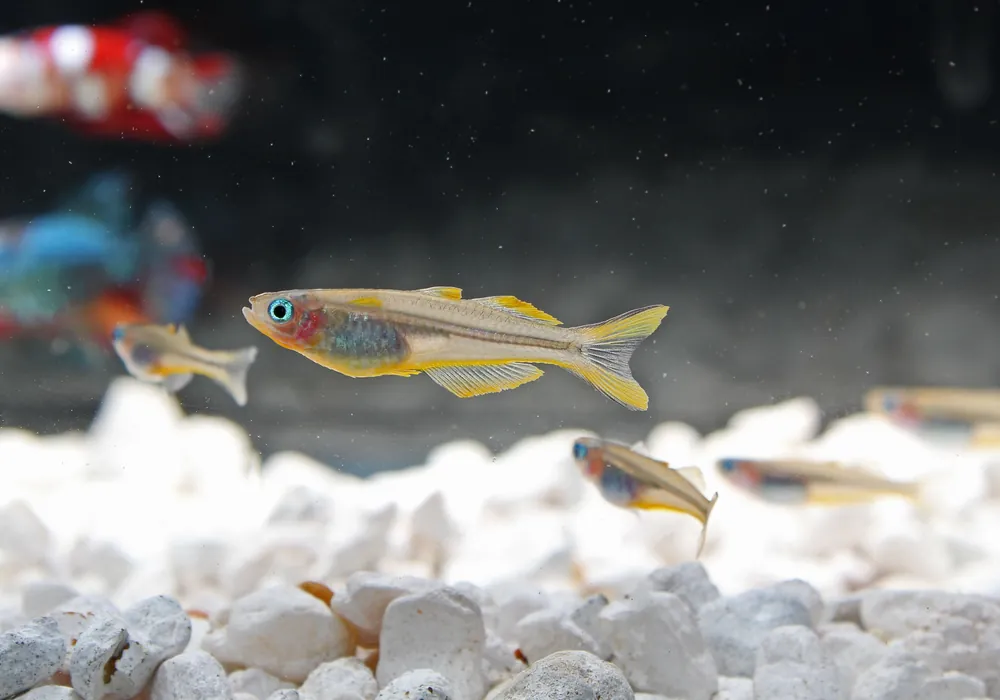 Fork Tail Blue Eye Rainbow - Emark Tropical Imports