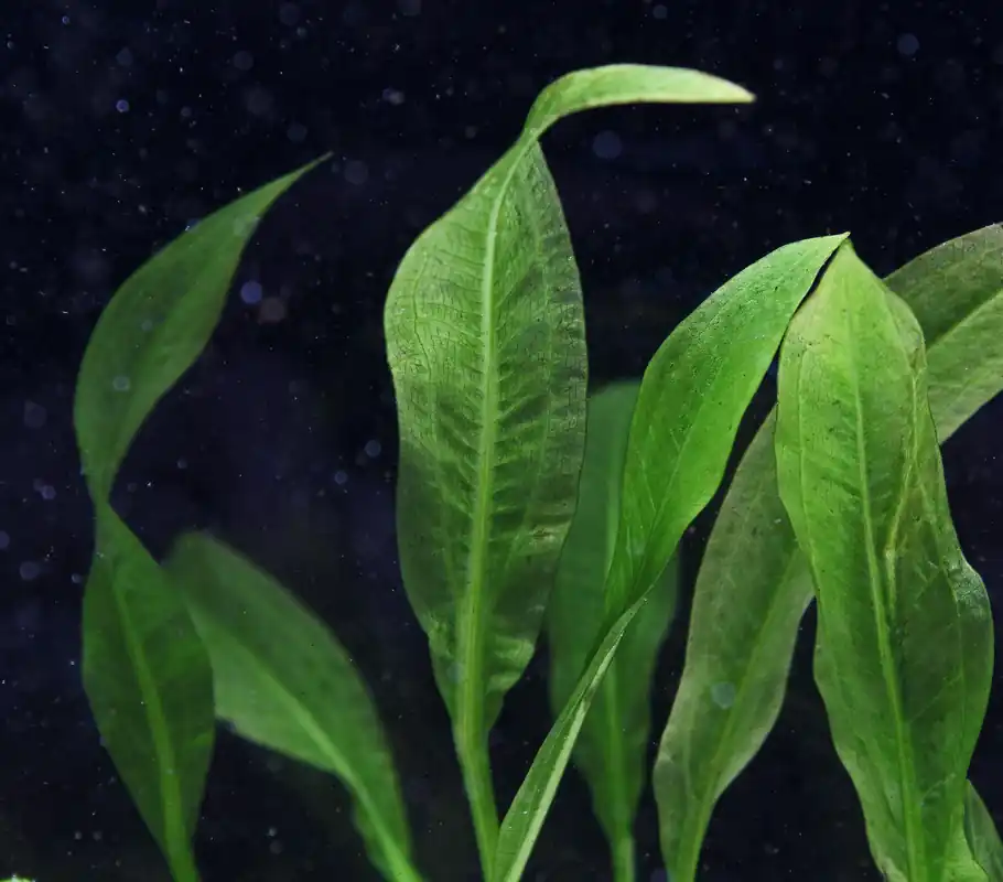 Amazon Broadleaf - Emark Tropical Imports