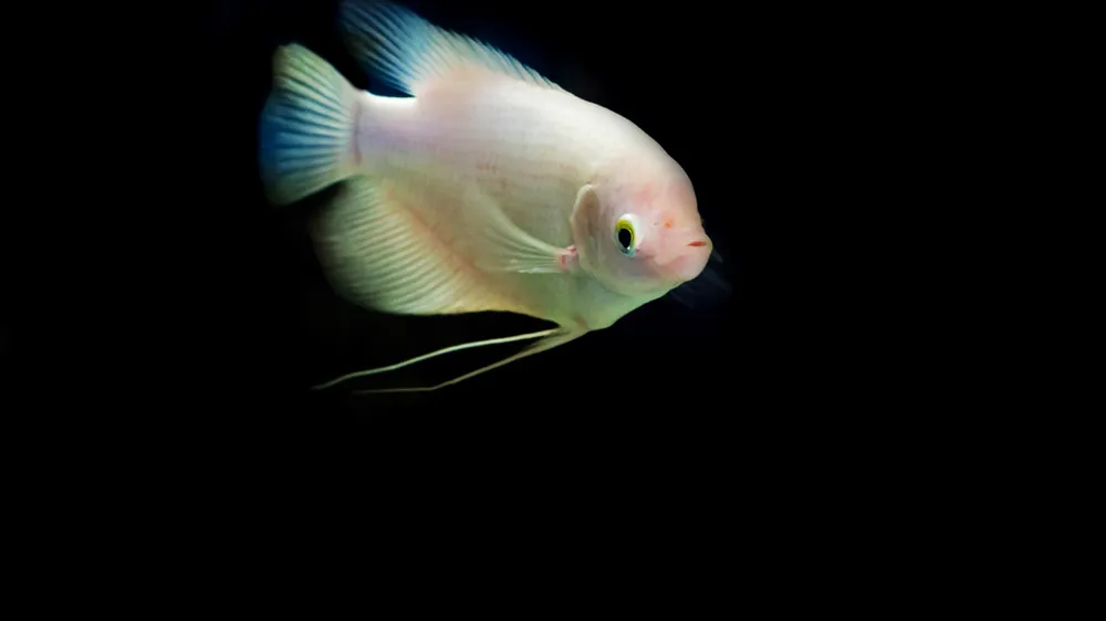White Giant Gourami - Natural Environment Aquatix