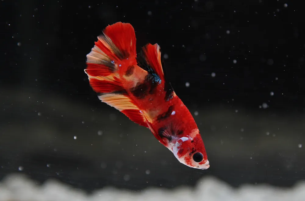 Plakat Candy Male Betta Fish - Interstate