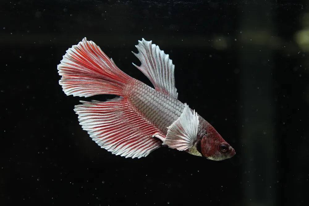 Halfmoon Dumbo Male Betta Fish - Interstate
