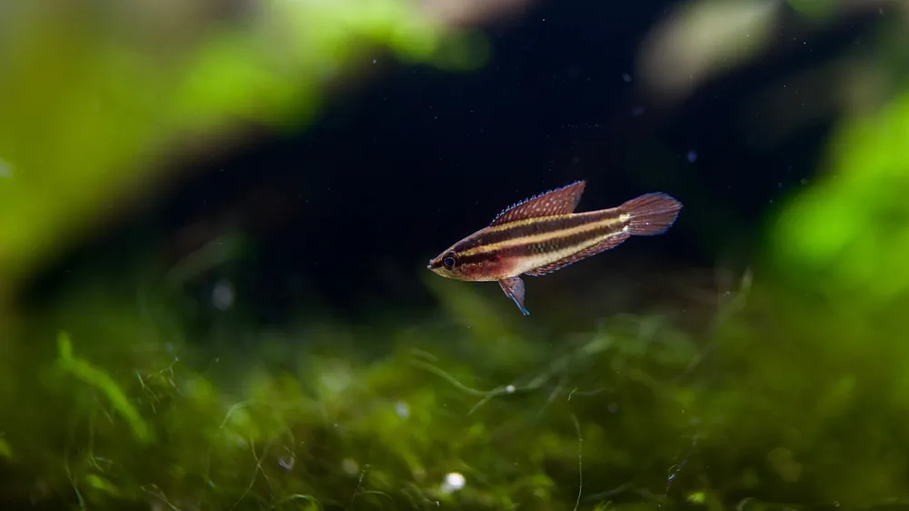 Strawberry Licorice Gourami - Cichlid Exchange
