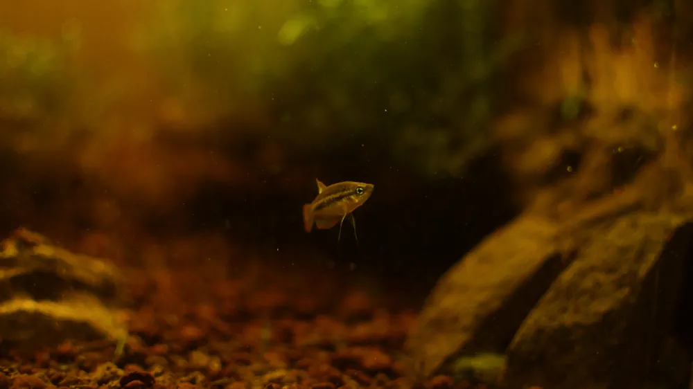 Giant Sparkling Gourami - Cichlid Exchange