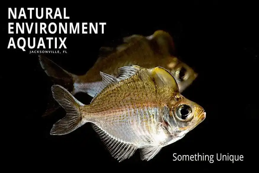 Humphead Glassfish - Cichlid Exchange
