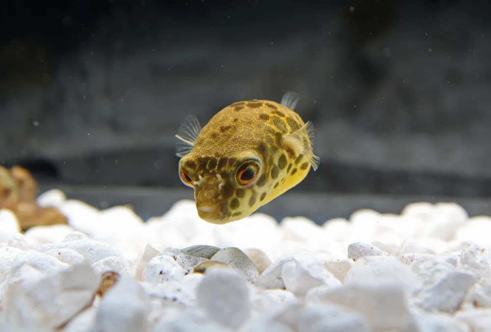 Spotted Congo Pufferfish - Cichlid Exchange