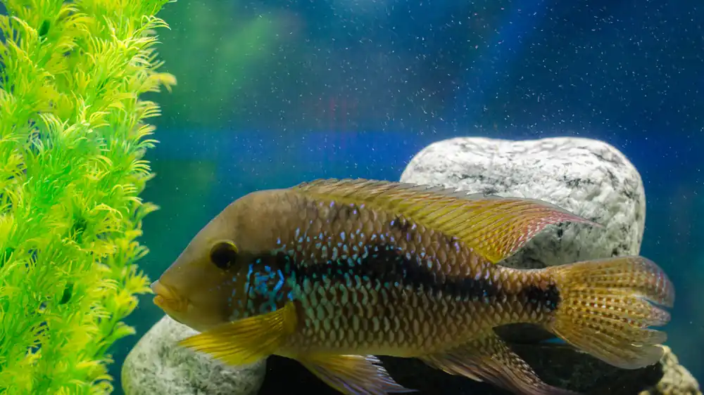 Pearl Cichlid (Geo Braziliensis) - 5D Tropical