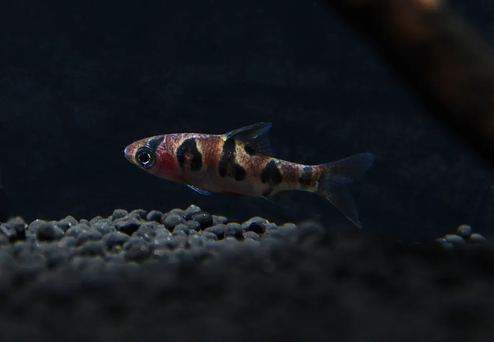 Rhombo Snakeskin Barb - 5D Tropical
