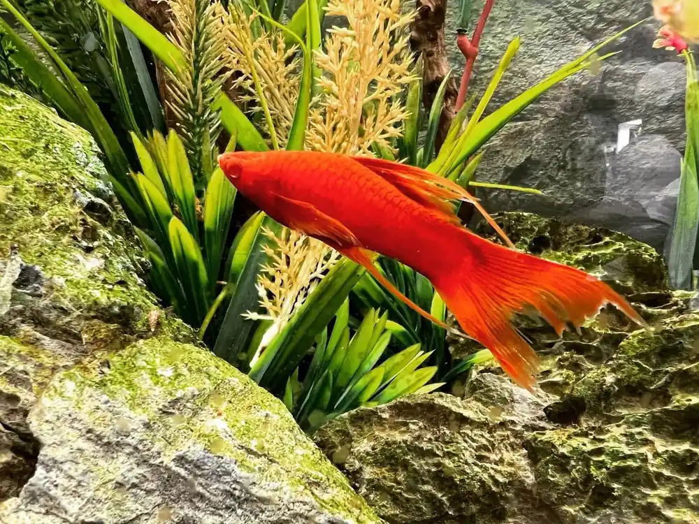 Vampier Swordtail - 5D Tropical