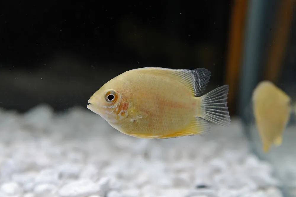 Gold Severum Cichlid - Quality Gold