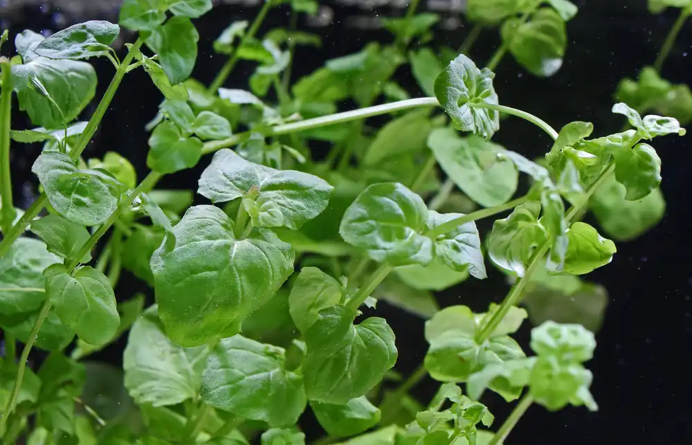 Mint Charlie Aquatic Plant - Emark Tropical Imports