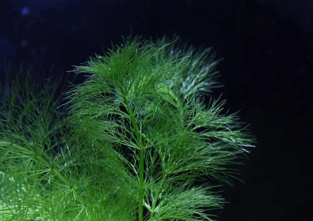 Ambulia - Natural Environment Aquatix
