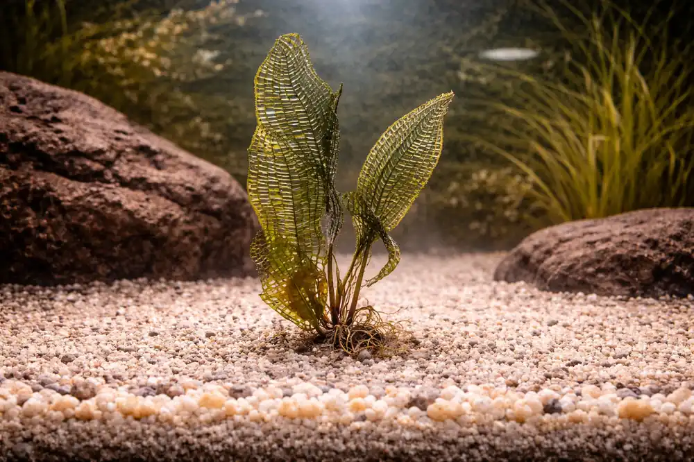 Madagascar Lace Aquatic Plant - 5D Tropical