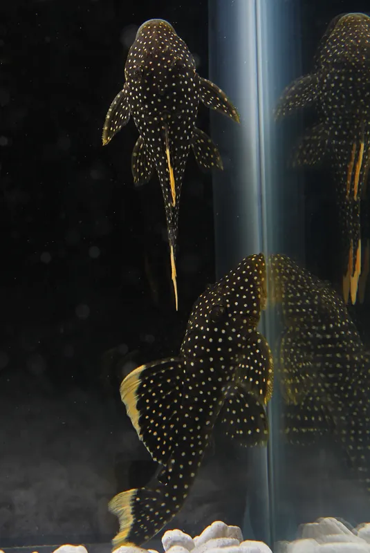 Stardust Gold Nugget Plecostomus - Cichlid Exchange