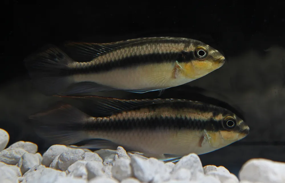 Yellow Kribensis - Cichlid Exchange