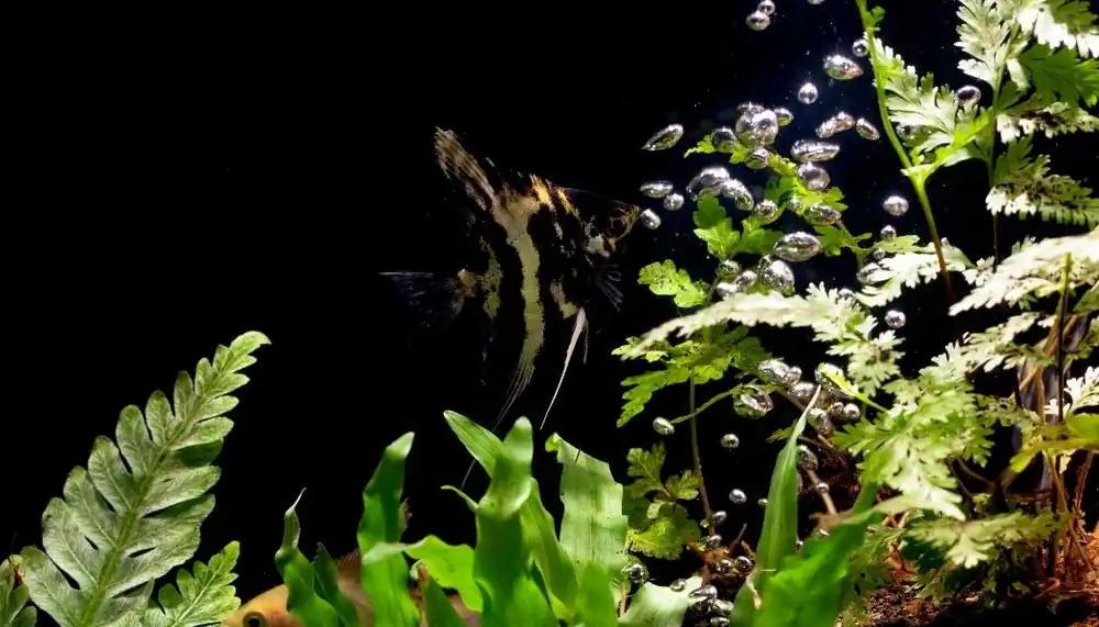 Medium Angelfish - Natural Environment Aquatix
