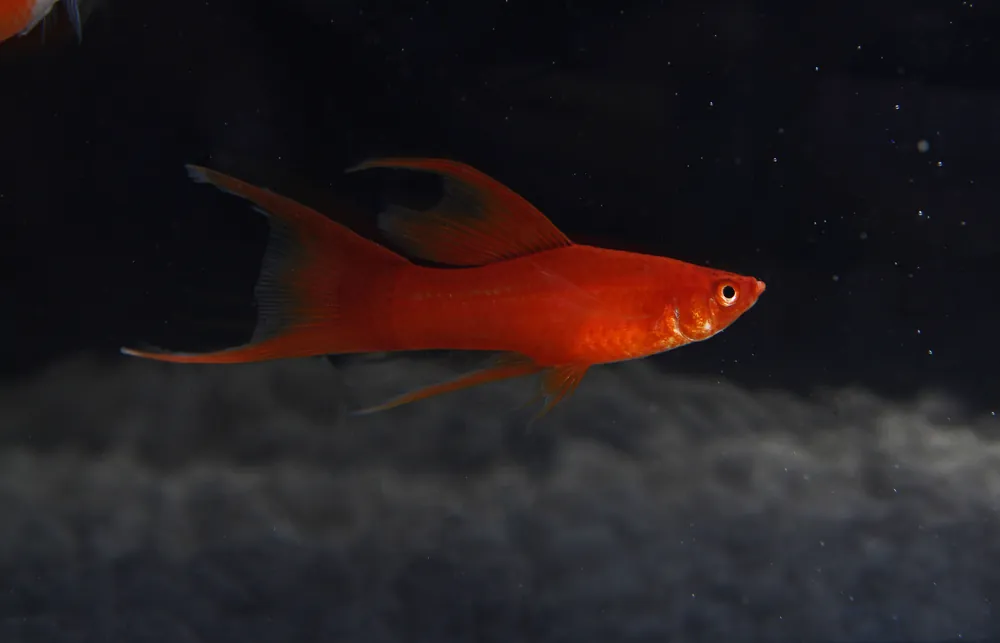 Assorted Premium Swordtail - Emark Tropical Imports