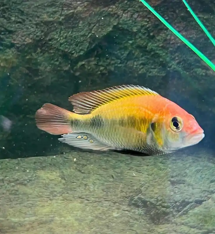 Kyoga Flame Back Cichlid - Quality Gold