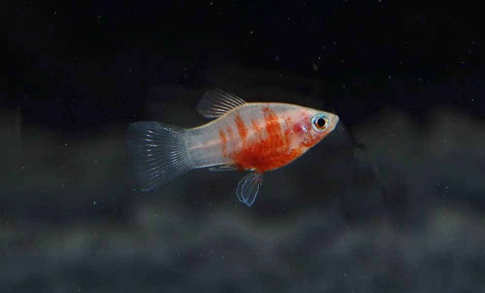 Tiger Platy - Cichlid Exchange