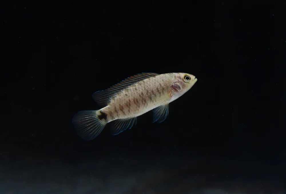 Badis badis - Segrest