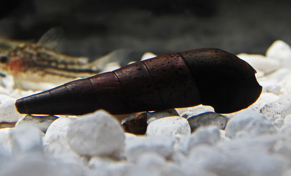 Devil Snail - Cichlid Exchange
