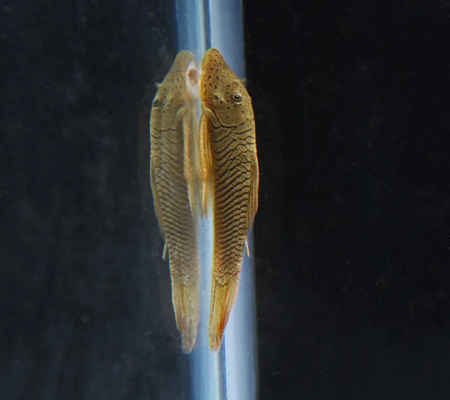 Rubberlip Plecostomus - Cichlid Exchange