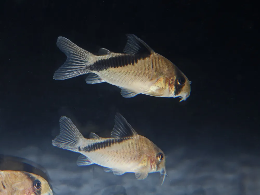 Melini Corydoras Catfish - Ruinemans