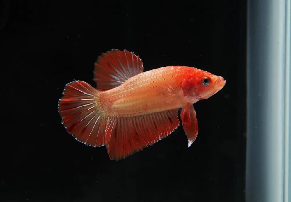 Plakat Armageddon Male Betta Fish - Cichlid Exchange