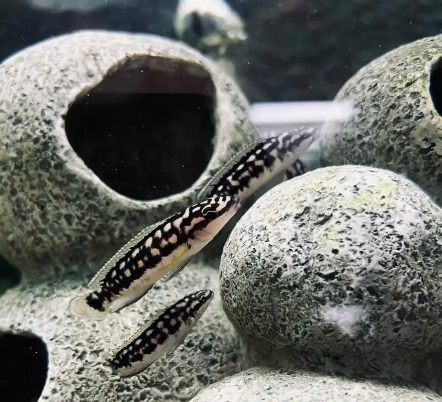 Julidochromis Marlieri Cichlid - Florida Exotic