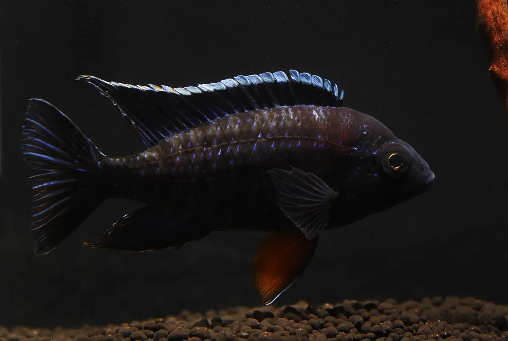 Red Shoulder Peacock Cichlid Male Large - Florida Exotic