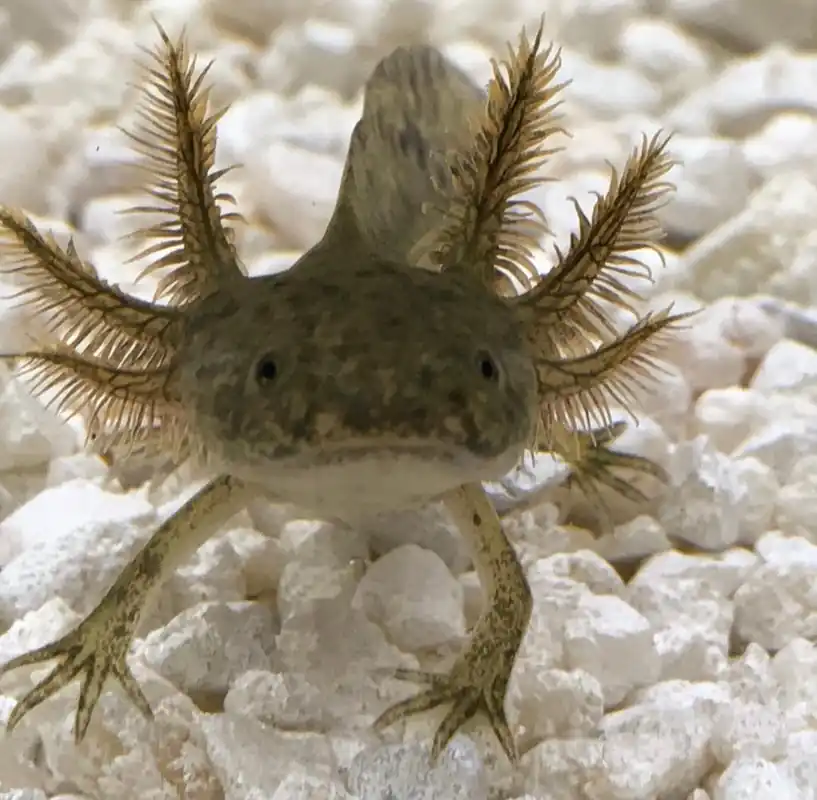 Assorted Axolotl - Carolina Aquatics