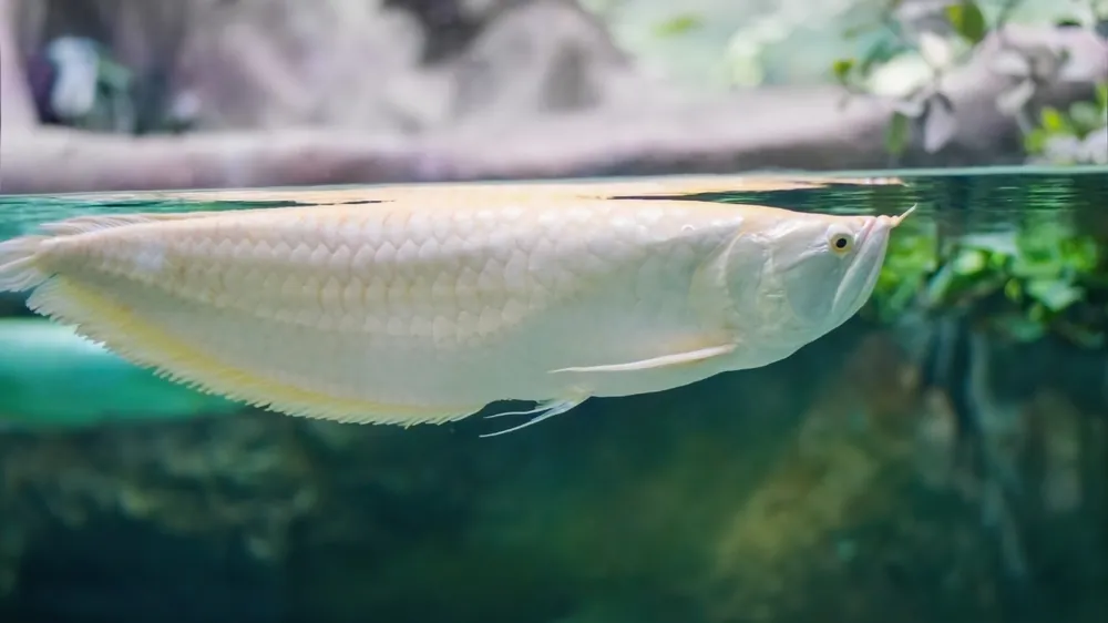 Albino Arowana - Predatory Fins