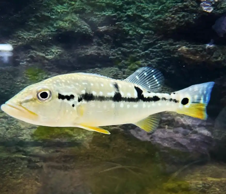 Pinima Peacock Bass - Predatory Fins