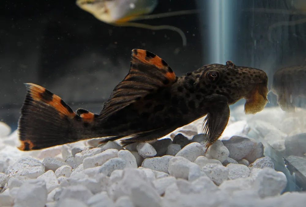 Three Beacon Plecostomus L091 - Predatory Fins