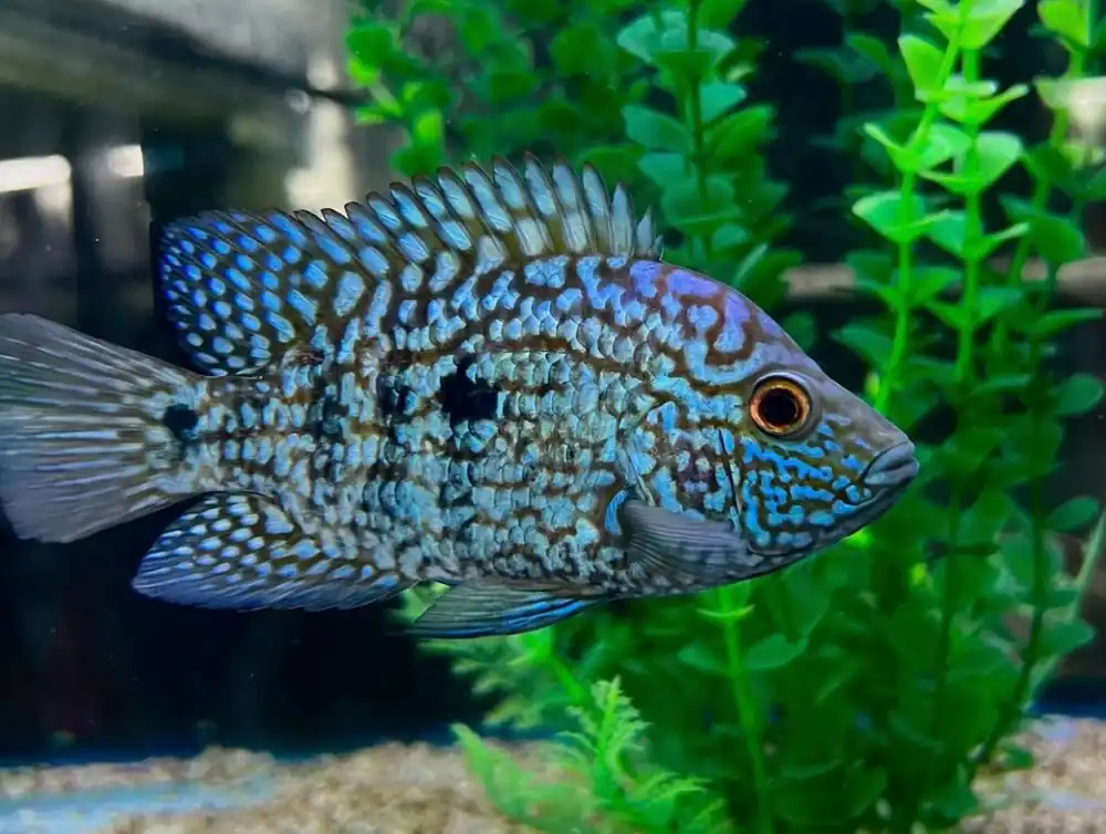 Electric Blue Carpintis Cichlid - FFA