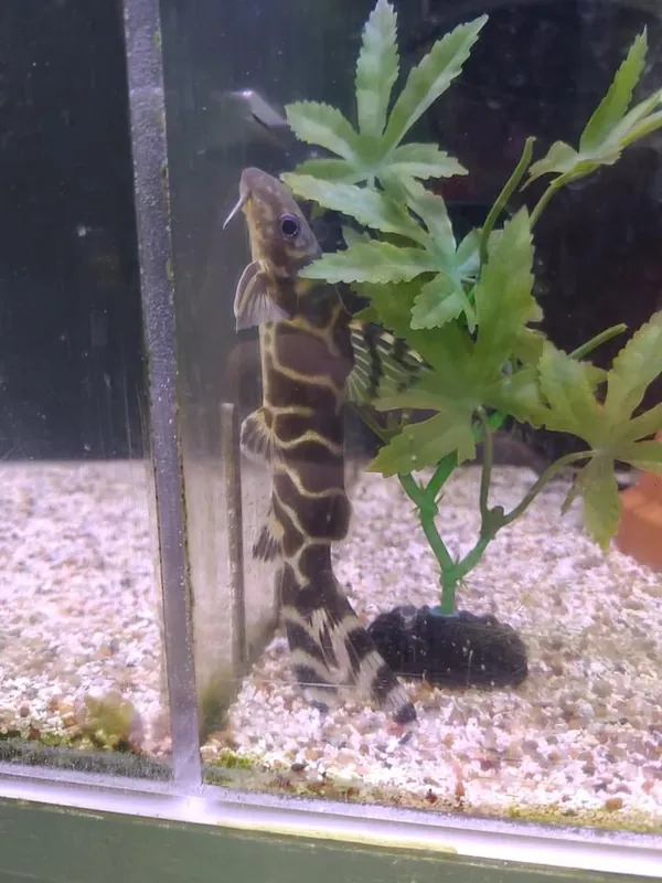 Synodontis brichardi Catfish - Emark Tropical Imports