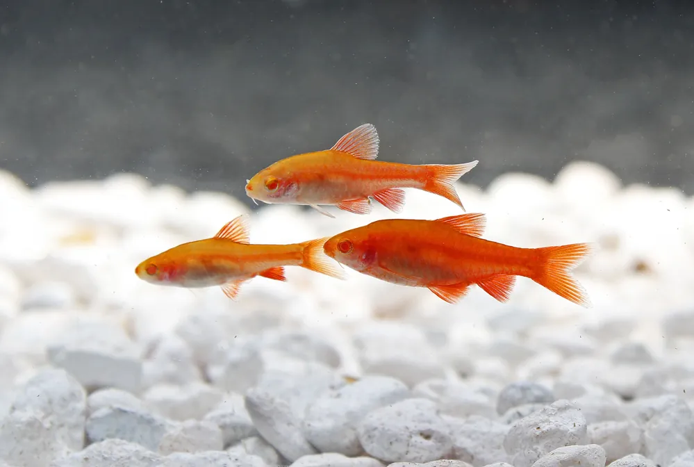 Albino Cherry Barb - Carolina Aquatics