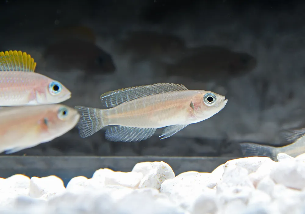Brevis Kitumba Cichlid - Natural Environment Aquatix