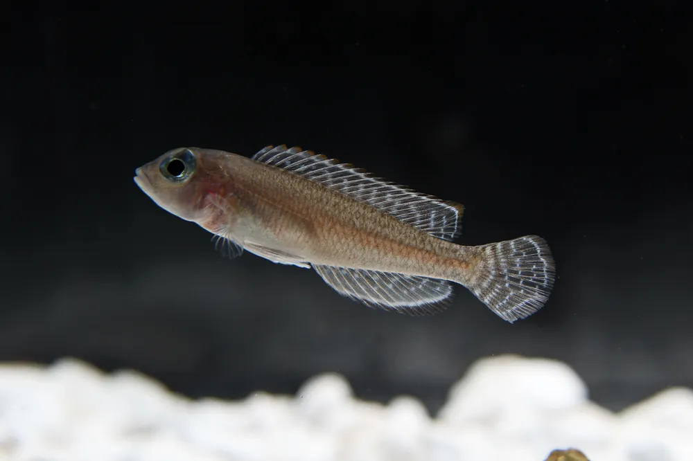 Ornatipinnis Cichlid - Natural Environment Aquatix