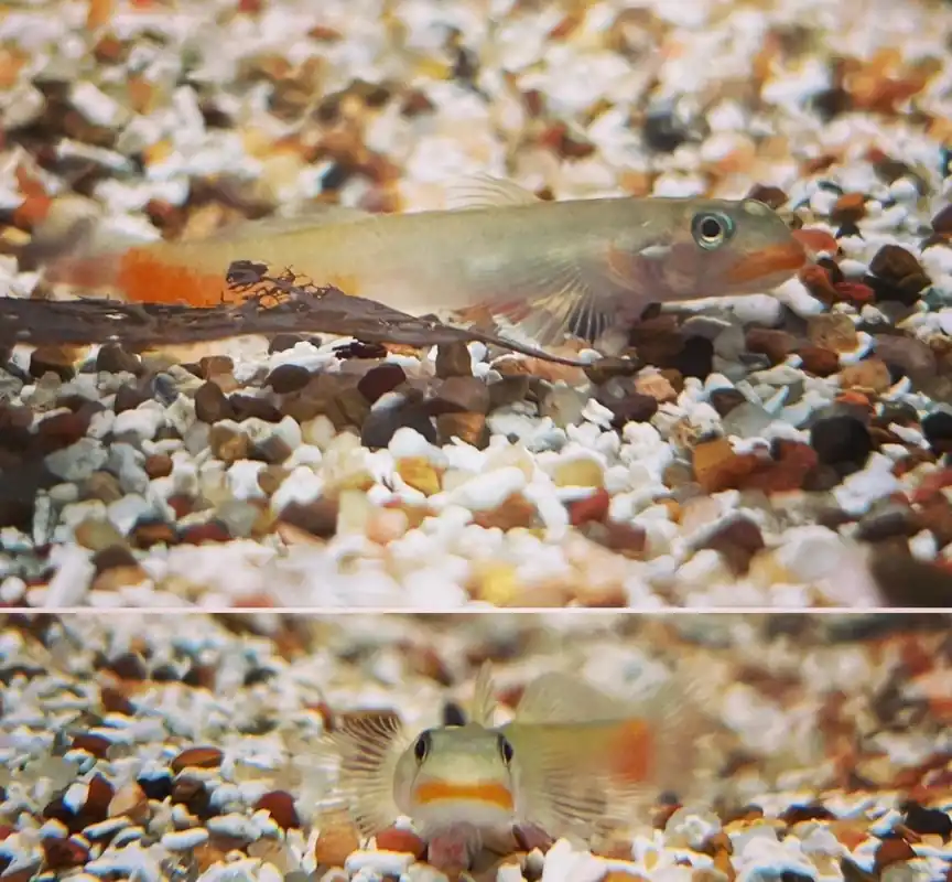 Lipstick Goby - Carolina Aquatics